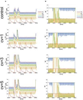 Numerical Simulation: Fluctuation in Background Synaptic Activity Regulates Synaptic Plasticity